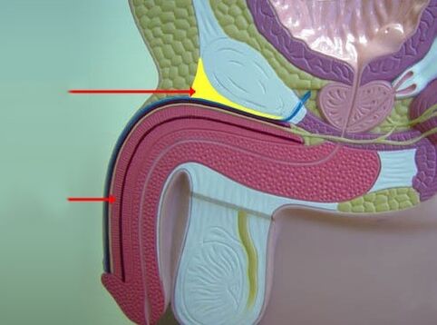 ligaments penile